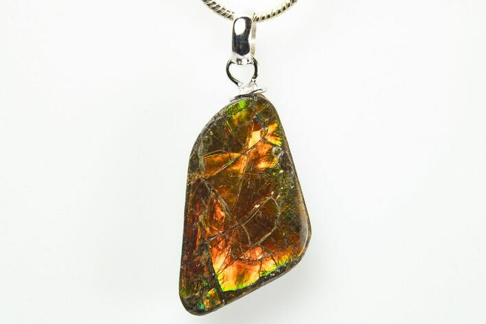 Brilliant Ammolite Pendant (Necklace) - Alberta, Canada #312470